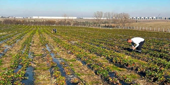 Ergene Kral Çilek Tarlası Yeni Sezona Hazırlanıyor