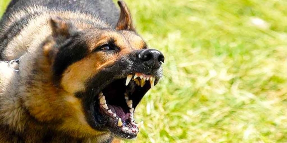 Köpeğime Taş Attın Kavgası: 1 Ölü 1 Yaralı 5 Köpeğime Taş Attın Kavgası: 1 Ölü 1 Yaralı