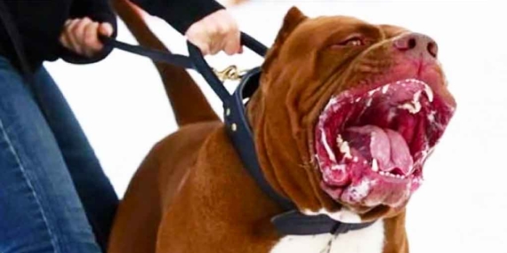 Pitbull Kadına ve Köpeğine Saldırdı 10 Pitbull Kadına ve Köpeğine Saldırdı